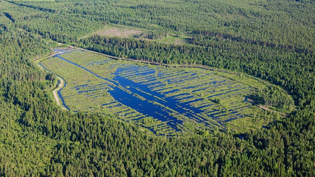 7 Jari Kokkonen Vähä-Komu våtmark, Pyhäjärvi Den vidsträckta och labyrintartade våtmarksmosaiken i Pyhäjärvi är verkligen ett paradis för sjöfåglar.