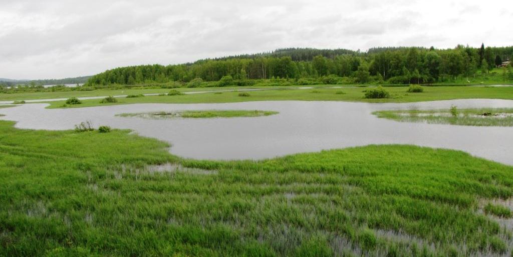 8 Reijo Kotilainen Pappilanluhta våtmark, Lieksa Den centralt belägna madens nya karaktär för med sig liv inte bara för madens fauna utan även för landskapet.