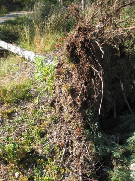 Granar som föll drog med sig hela rotsystemet, eller knäcktes i toppen.