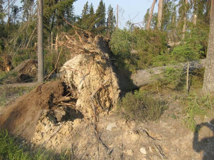 Figur 18 visar rotvälta efter en björk som fallit helt och hållet till följd av stormväder.