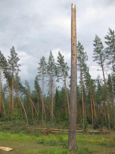 Figur 20 visar hur stammen kan förbli stående för en tall som knäckts i stammen till följd av kraftiga vindar. Figur 20.