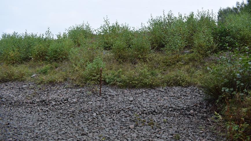 Vedartade växter Markvegetation Mossa Ett träd definierades som en vedartad växt med en diameter på minst 0,1 meter och en buske över 2 meter i höjd ansågs vara stor.