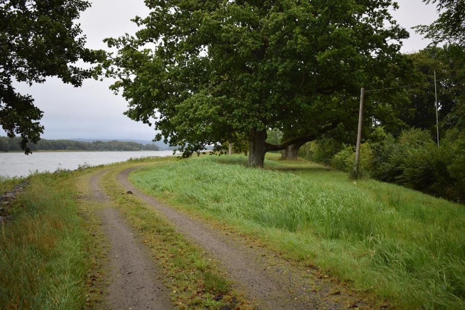 Dessa skulle potentiellt kunna orsaka en dammsäkerhetsrisk. Figur 34 är från en gammal kanaldamm.