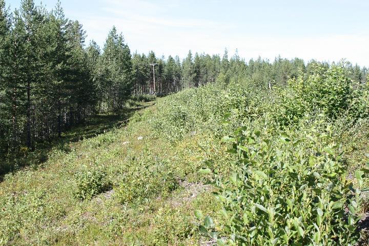 Examensarbete - Vegetation på dammar, 2017-09-12 Bilaga 1 - Sammanställning från studiebesök - Sidan 3 av 23 Nedströms Nedströmsslänt är täckt av ett lager örtvegetation och sälg i övre delen av