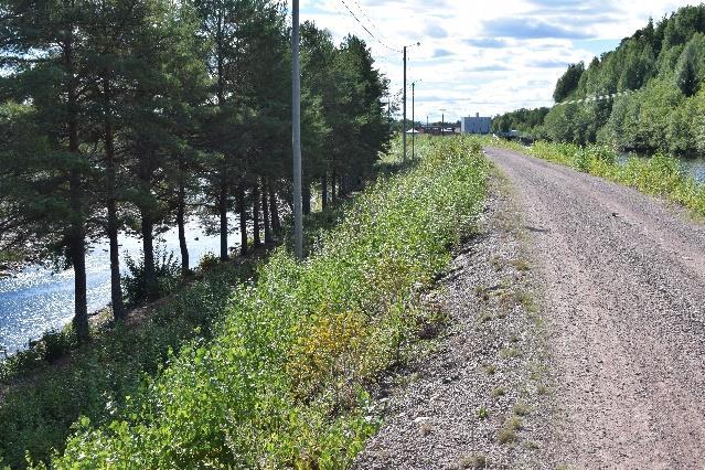 Examensarbete - Vegetation på dammar, 2017-09-12 Bilaga 1 - Sammanställning från studiebesök - Sidan 19 av 23 I nedströmsslänt syns tecken på röjning där kapade växter lämnats vilket kan vara en