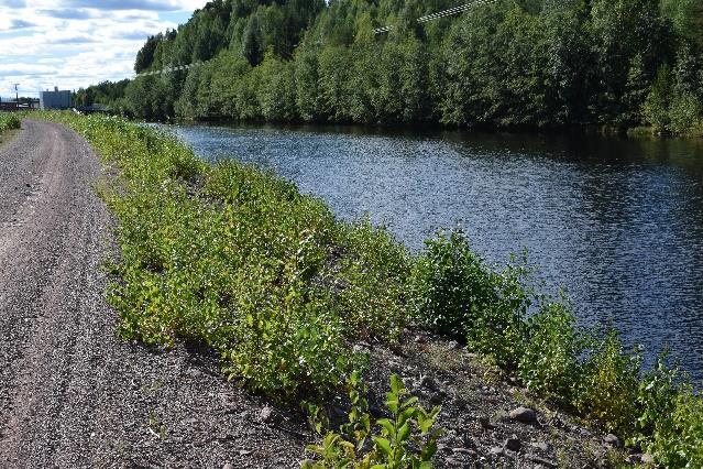 Uppströmsslänt I uppströmsslänt växer i stort sätt bara björk- och sälgsly med vissa enstaka alnar som är upp till en meter i höjd.