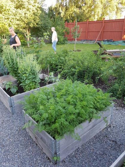 Under några års tid har murar med de allra ljuvligaste blommande