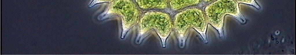 Sjöar dominerade av Gubbslem är i allmänhet artfattigare än sjöar med dominans av kiselalger, rekylalger och cyanobakterier. REFERENSER Cronberg, G. 1992.