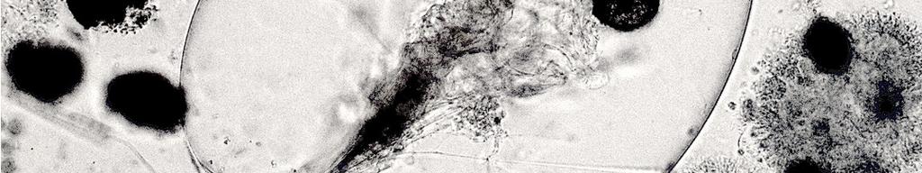 Den vanligaste hinnkräftan (cladoceren) var Chydorus sphaericus. Hoppkräftorna (copepoder) och dess larvstadium, nauplius, var relativt få under perioden.