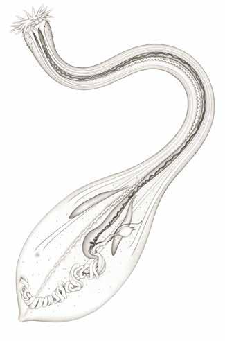 4 nationalnyckeln till sveriges flora och fauna hakar matstrupe nervsträng gonad mun tentakler nuchalorgan dorsala retraktormuskler retraktormuskler ventrala retraktormuskler nefridier