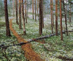 Vi planerar skyddsområdenas skötsel och användning Naturtjänster sköter nästan alla naturskyddsområden som inrättats på statens marker.