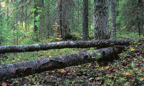 Timo Nieminen Med hjälp av METSO-programmet försöker man trygga mångfalden i skogarna i södra Finland.