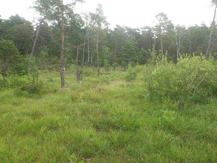 Objekt ID: 6 1,4 ha Naturvärdesbedömning: Påtagligt naturvärde naturvärdesklass 3 Dominerande naturtyp: Myr Biotoper: Kalkfuktäng Natura 2000 naturtyp: 6410a Kalkfuktäng Beskrivning: Området utgörs