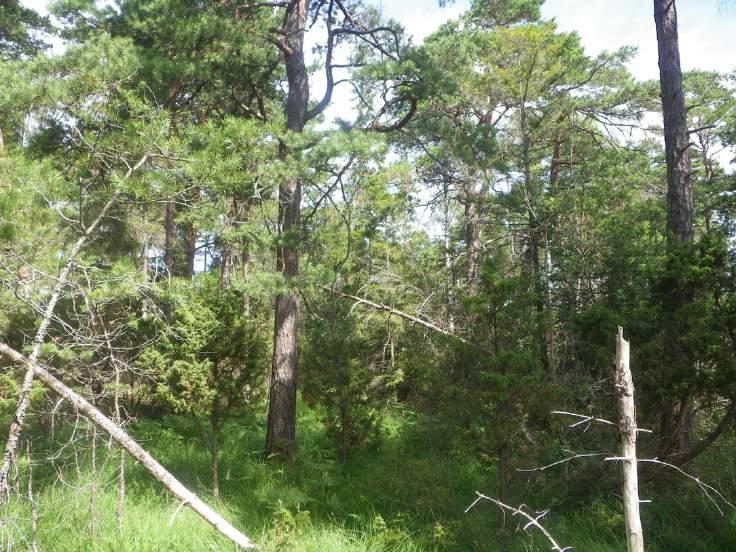 Objekt ID: 8 0,7 ha Naturvärdesbedömning: Påtagligt naturvärde naturvärdesklass 3 Dominerande naturtyp: Skog och träd Biotoper: Barrsumpskog Natura 2000 naturtyp: Nej Beskrivning: Området utgörs av