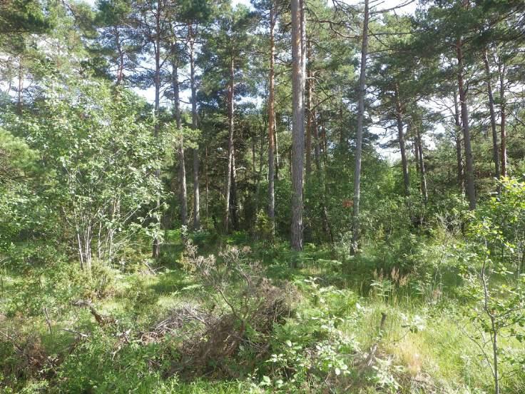 Objekt ID: 17 0,5 ha Naturvärdesbedömning: Påtagligt naturvärde naturvärdesklass 3 Dominerande naturtyp: Skog och träd Biotoper: Kalktallskog Natura 2000 naturtyp: 9010 Tajga under utveckling