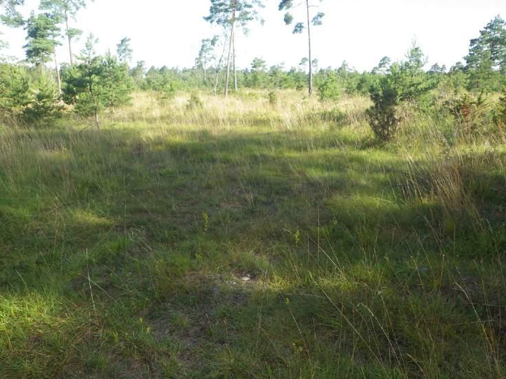 Objekt ID: 24 0,7 ha Naturvärdesbedömning: Påtagligt naturvärde naturvärdesklass 3 Dominerande naturtyp: Infrastruktur och bebyggd mark Biotoper: Vägkant Natura 2000 naturtyp: Nej Beskrivning: