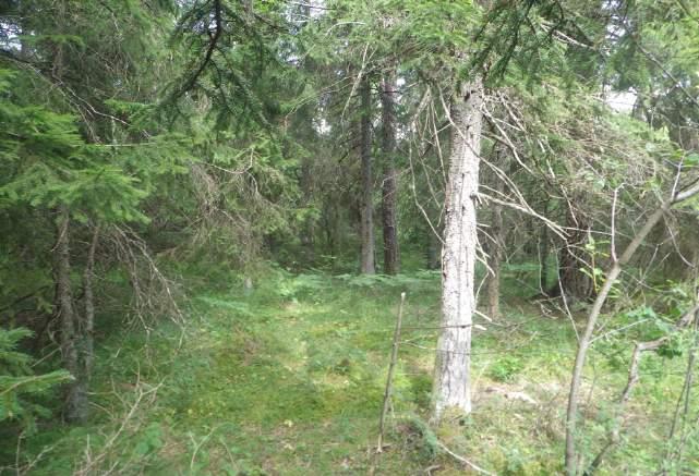 Objekt ID: 2 4,0 ha Naturvärdesbedömning: Högt naturvärde naturvärdesklass 2 Dominerande naturtyp: Skog och träd Biotoper: (Igenväxande) skogsbete Natura 2000 naturtyp: 9070 Skogsbete Beskrivning: