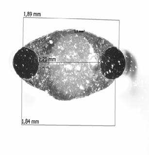 En ny process för vanadinutvinning ur slagger och även låggradiga malmer 8 har nu utvecklats och pilotförsök planeras. Vanadin förekommer i magnetitmalmer i Sverige upptill ca 0,1 %.