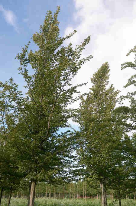Den särskilt uppbyggda frökällan av avenbok Carpinus betulus Fk Carin E (ursprung Stenshuvud) ger betydligt större andel träd än den ursprungliga. Här ses solitärträd i plantskolan.