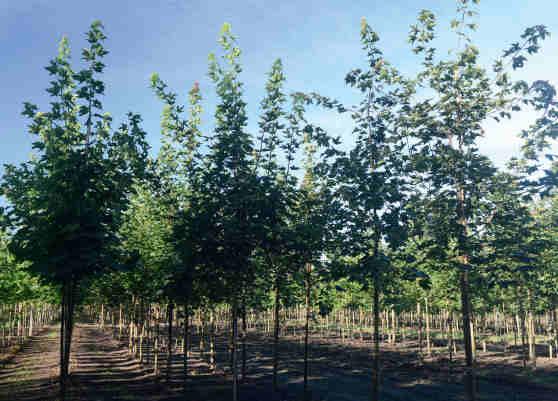 Lönn Acer platanoides PARAD E i ett ungt plantskolesbestånd år 2016.