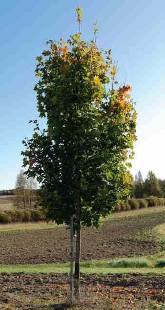 Fk Pernilla E. Fk Ultuna (t.h. i bilden) ger de mest starkväxande och härdigaste träden medan fk Pernilla (t.v. i bilden) ger träd med mer sammanhållna kronor.
