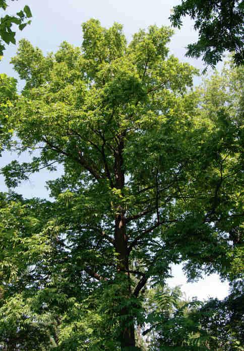 Japansk vingnöt Pterocarya rhoifolia, här ett mycket ståtligt träd i botaniska