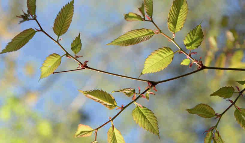 Få träd kan konkurrera med zelkova Zelkova serrata när det kommer till bladverkets