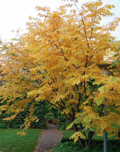 Gulved Cladastris kentukea är ett träd som är lätt att förälska sig i. På försommaren har det luftiga hängande vita väldoftande blommor, bilden t.v. och på hösten övergår grönskan i en varm gul höstfärg, nedan.