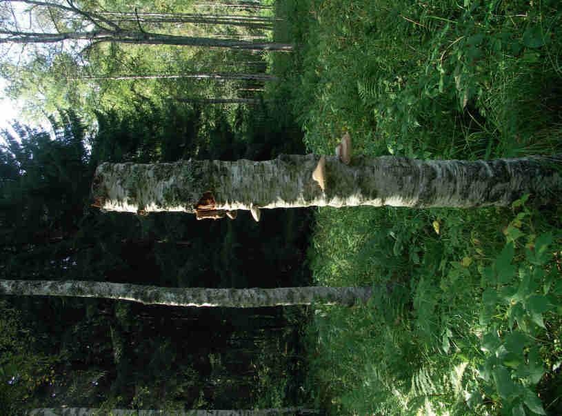 Ismasurbjörk som tillhör arten glasbjörk Betula pubescens har en mjukt småknölig stam klädd med vit upplevelse både visuellt och taktilt.