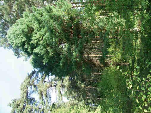 vårtbjörk Betula pendula drygt tio former, glasbjörk Betula pubescens ca tio former, gran Picea abies ca 25 former, tall Pinus sylvestris drygt 30 former, inom släktena oxel och rönn Sorbus drygt 20