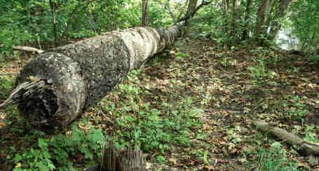 också ett intressant djurliv. I Gavleån som den här aspen i det friväxande skogsbeståndet. Hittills har de inplanterade träden klarat sig. pendula f.