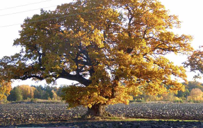 Träd värda att skyddas Per Jönsson Särskilt skyddsvärda träd i Stockholms län Rapporten redovisar