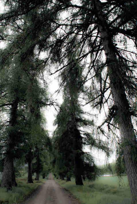 Den kilometerlånga allén på Beckershov i Södermanland är planterad med lärk Larix decidua. son 2005). Barrträd har däremot knappast ansetts lämpliga för alléer i Norden.