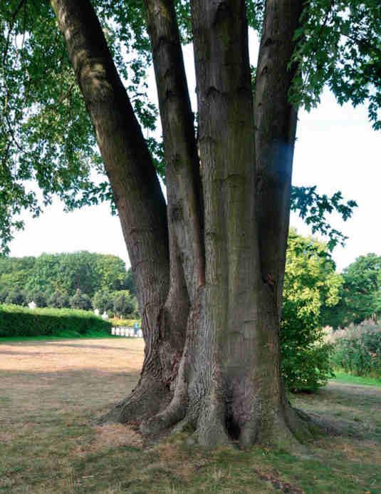 för 500 citrusträd, samt en kinesisk park efter engelskt mönster.