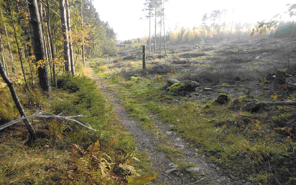 Efter att ha korsat Arvedsängen följde den ursprungliga vägen sannolikt Broängens västra skogskant och tog sig sedan över Färjekarlsgärdet (numera Dalkarlsgärdena), jfr kartan.