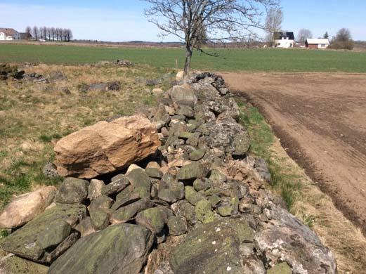 Stenmur med åker och betesmark på varsin sida.