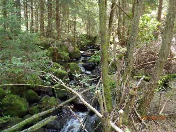 ståndplatser (0 3): 3 Potential (0 3): 3 Närområde (1 30 m): Blandskog 3, lövskog 2 Dominerande trädslag: Al, gran, björk Omgivning: Blandskog Påverkan (0 3): 1 Strukturelement: Blockrik strömmande