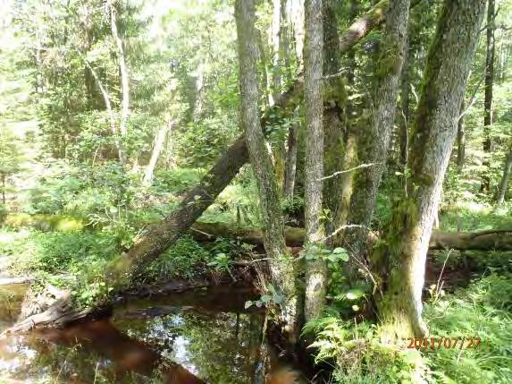 2 Potential (0 3): 3 Närområde (1 30 m): Äldre barrskog Dominerande trädslag: Gran, al Omgivning: Barrskog Påverkan (0 3): 0 Strukturelement: Meandrande i skogsmiljö, diken D111 Beskrivning: Miljön