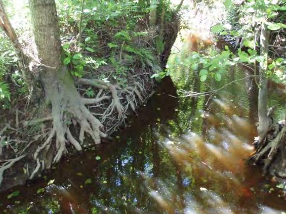 meandrande biotop med död ved och höljor. Trädrötter kantar vattendraget. Bottnen består till största del av lera och sand och saknar lekgrus.