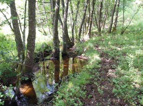 Biotopkarteringar i Säveån 2011-2012 BILAGA 2 Säveåns biflöden Beskrivning: Ett mycket vackert område med betesmark och en alridå som kantar vattendraget. Djurhållning påverkar bäckens kanter.