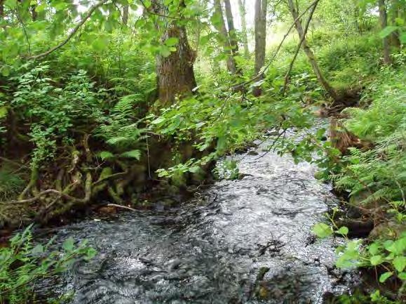 Biotopkarteringar i Säveån 2011-2012 BILAGA 2 Säveåns biflöden Dominerande vattenvegetation (0 3): Näckmossa 2, rotade och/eller amfibiska övervattenväxter 1 Skuggning (0 3): 3 Dödved (0 3): 2