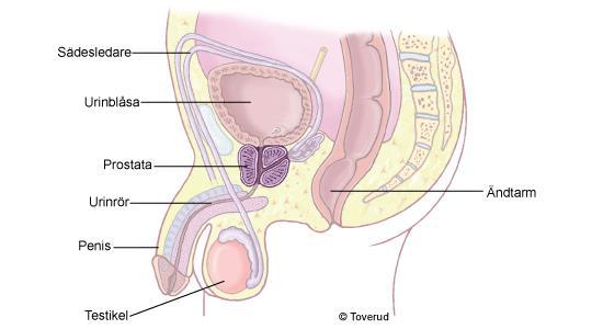 Om du vill läsa mer om din sjukdom www.1177.se http://www.cancercentrum.se/vast/ https://www.cancerfonden.