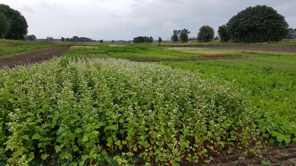 Sveriges lantbruksuniversitet Sommarmellangrödors