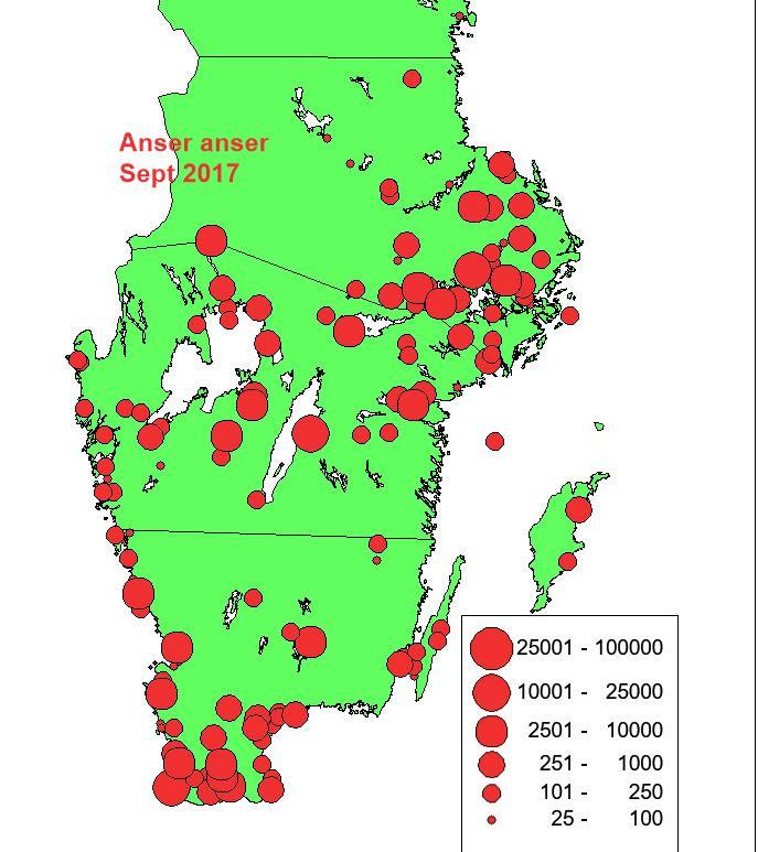 Fig. 1. Grågåsens Anser anser utbredning i södra Sverige vid inventeringarna i september 217.