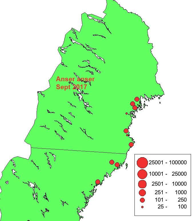 Samtidigt som grågåsbeståndet har ökat i hela Västeuropa har arten också ändrat sina flyttningsvanor markant, något som också avspeglas i de svenska