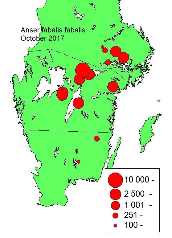 Under det första decenniet av regelbundna gåsinventeringar ökade antalet rastande sädgäss vid oktoberinventeringarna från ca 4 5 till ungefär 75 (Fig. 11).