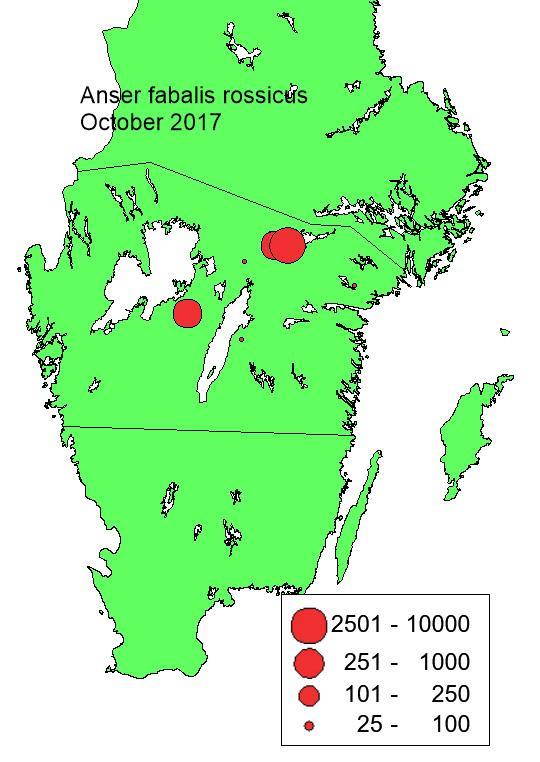 Efter toppen i antalet rastande sädgäss i oktober 1989 minskade antalet (med ett undantag) stadigt till oktober 26, varefter antalet sädgäss ökade markant igen till 27 (mer om denna senare).