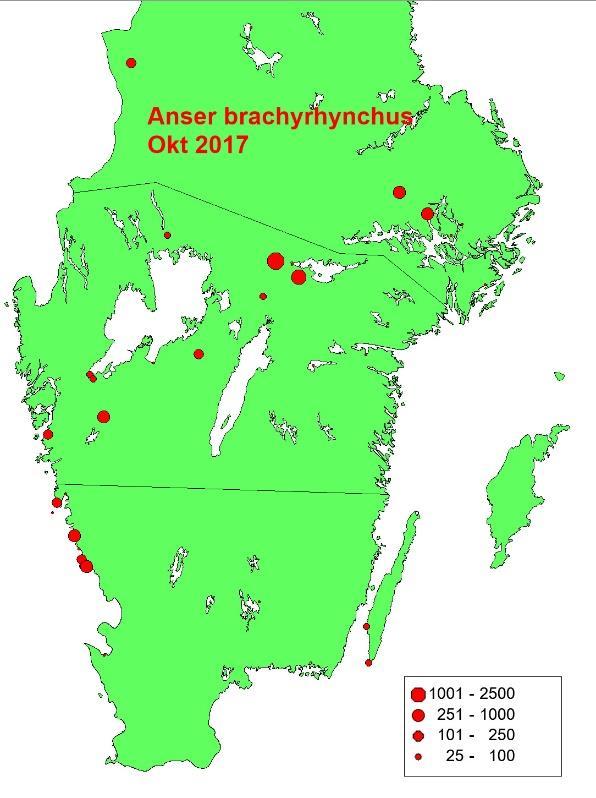 Fig. 16. Spetsbergsgåsens Anser brachyrhynchus utbredning i södra Sverige vid inventeringarna i oktober 217.