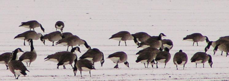 Fig. 22. Kanadagåsens Branta canadensis utbredning i södra Sverige vid inventeringarna i januari 218.