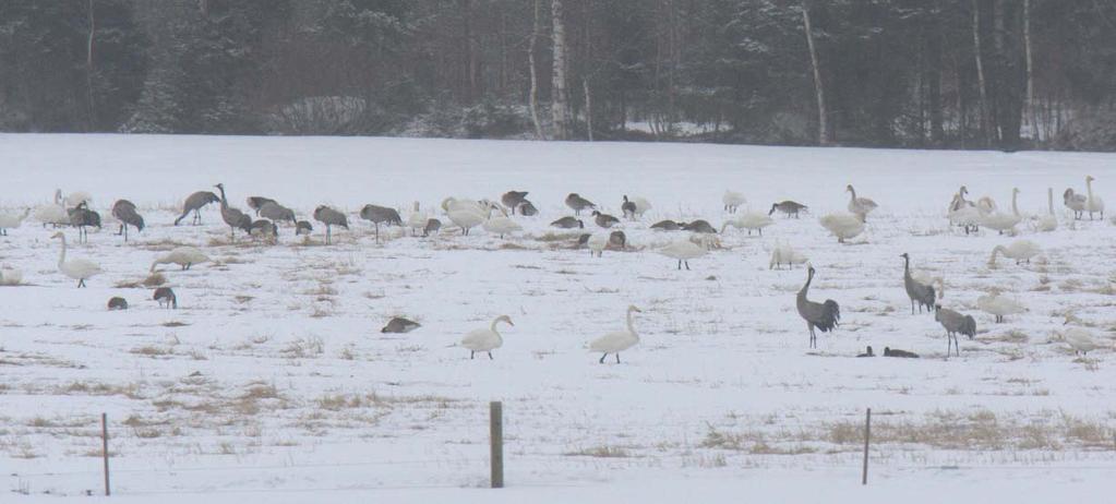 35 Bild 9. De oskördade fälten vid Storavan drog tidigt till sig födosökande fåglar. Den 6 april 2009. Bild 10.